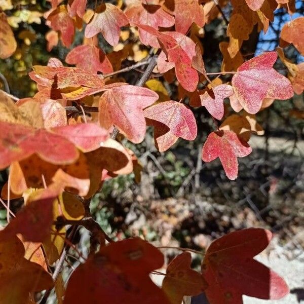 Acer monspessulanum Leaf