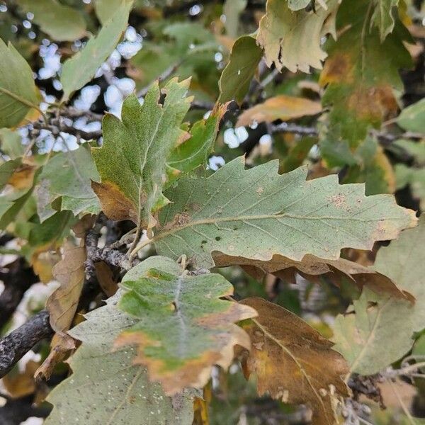 Quercus ithaburensis List