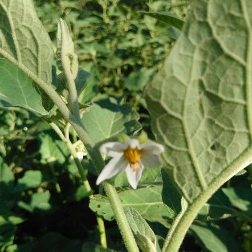 Solanum aethiopicum Цвят