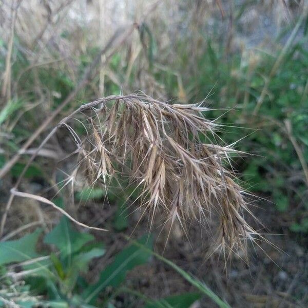 Bromus tectorum Цветок