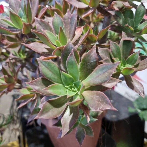 Aeonium decorum Leaf