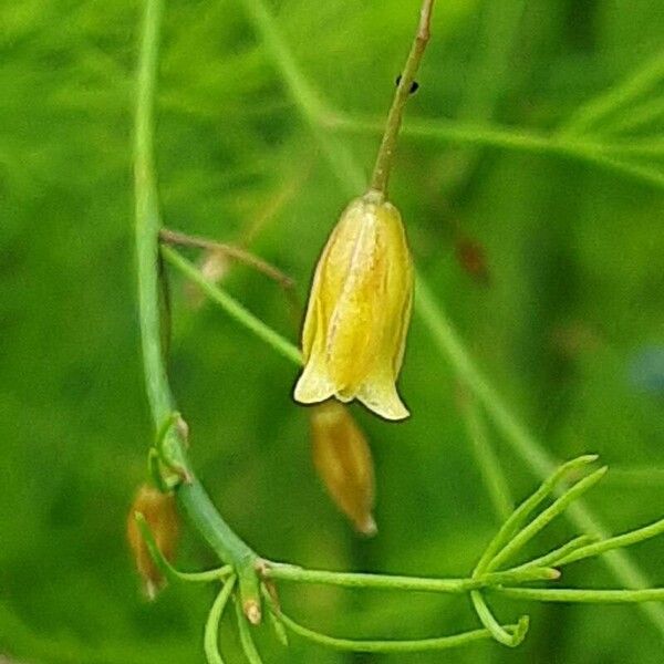 Asparagus officinalis Цвят