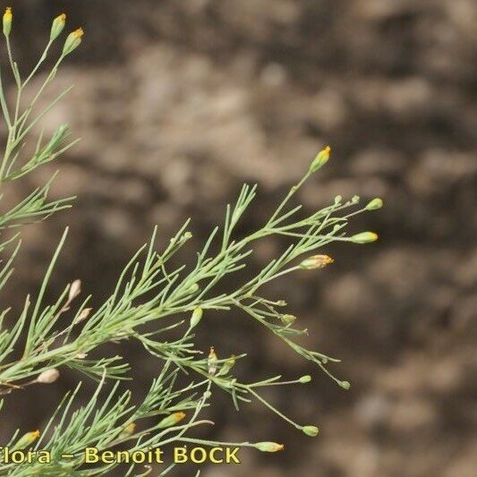 Leysera leyseroides Övriga