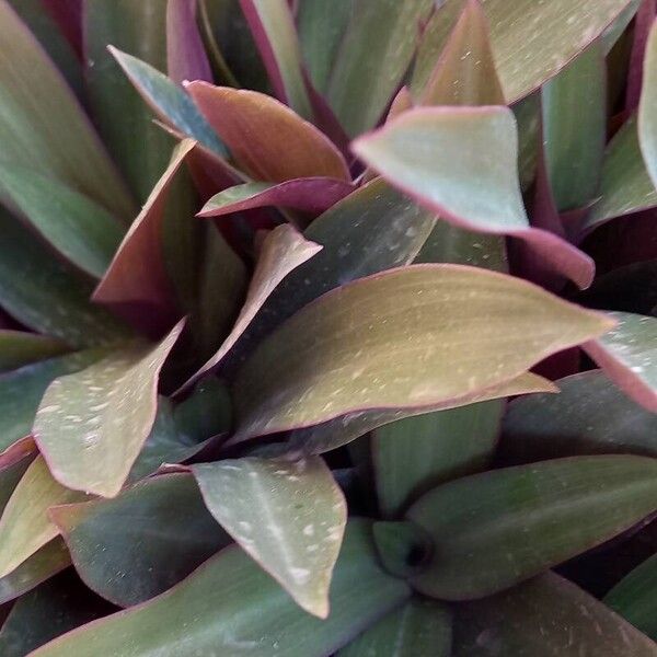 Tradescantia spathacea Leaf