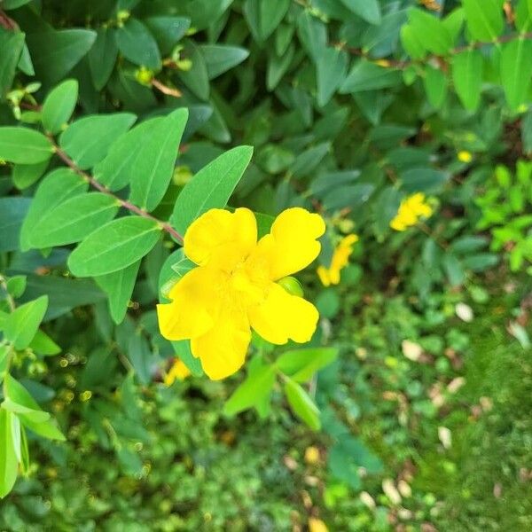 Hypericum patulum फूल