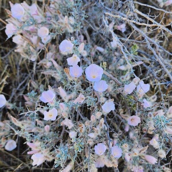 Convolvulus acanthocladus Hàbitat