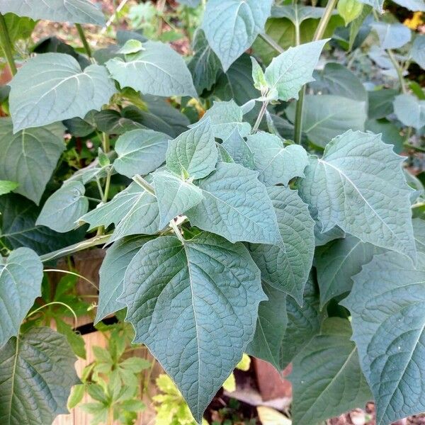 Physalis peruviana برگ