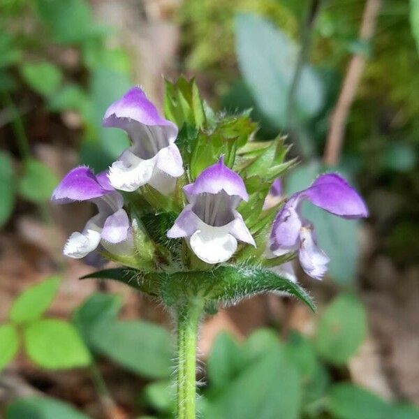 Prunella grandiflora പുഷ്പം