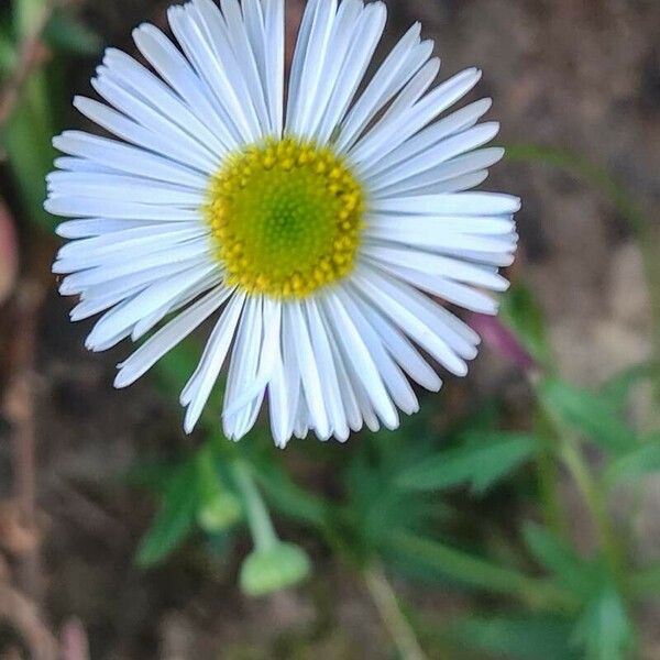 Erigeron karvinskianus Flower