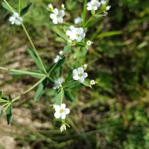 Euphorbia corollata Кветка