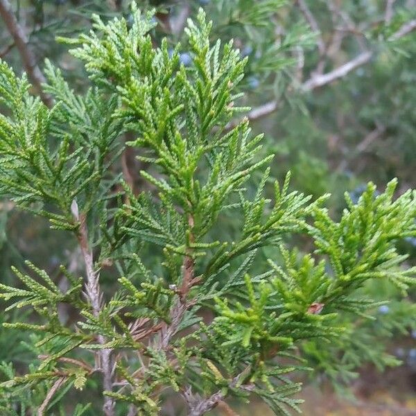 Juniperus virginiana Φύλλο