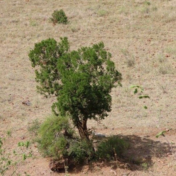 Juniperus procera Habitus