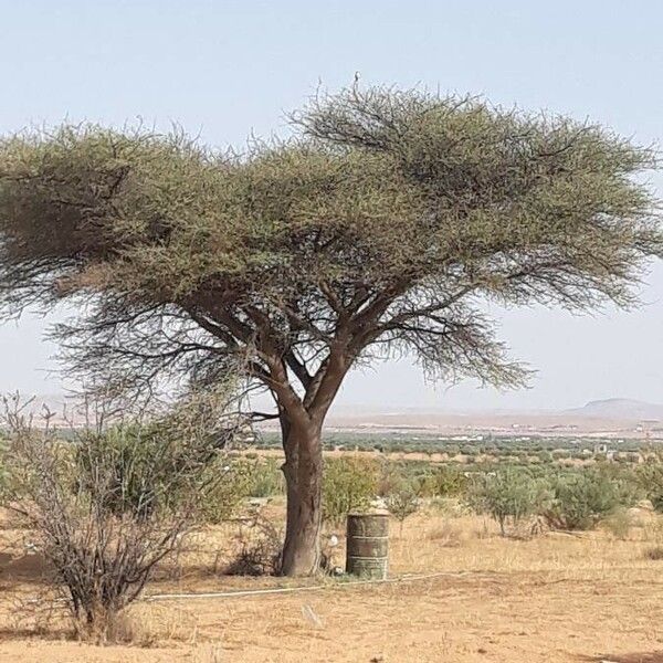 Acacia tortilis পাতা