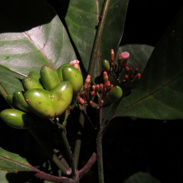 Rauvolfia mannii Fruit