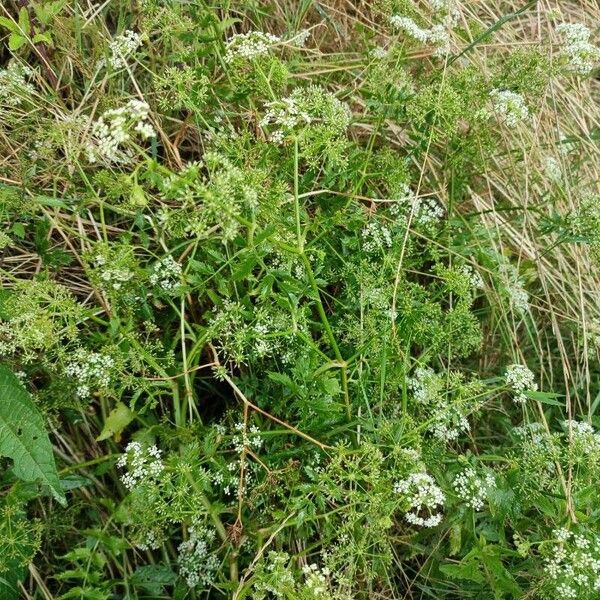 Berula erecta Habit