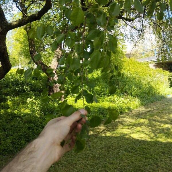 Prunus mahaleb Листок
