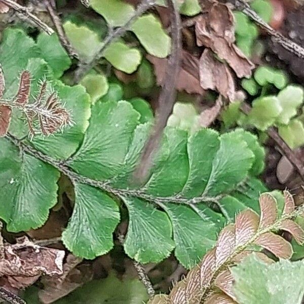 Adiantum hispidulum Лист