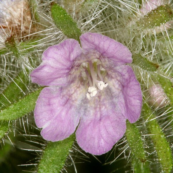 Phacelia cryptantha Цветок