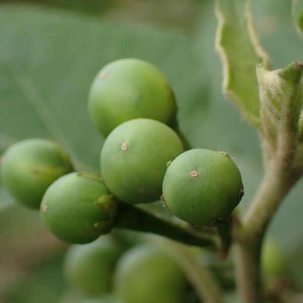 Solanum torvum Hedelmä