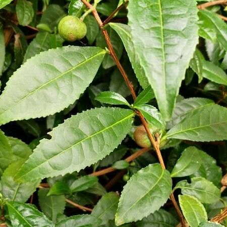 Camellia sinensis Folha