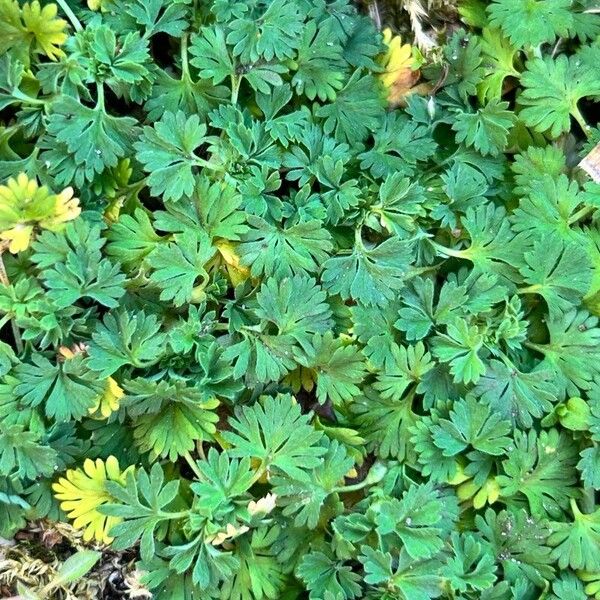 Alchemilla arvensis Лист