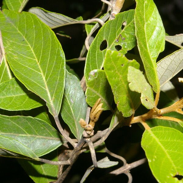 Styrax argenteus Leaf