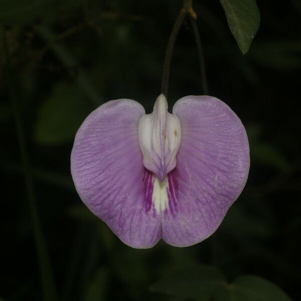 Centrosema pubescens Blomst