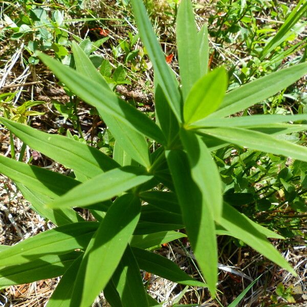 Polygonatum verticillatum പുഷ്പം