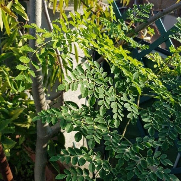 Moringa oleifera Leaf