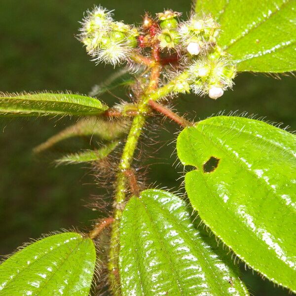 Miconia lacera পাতা