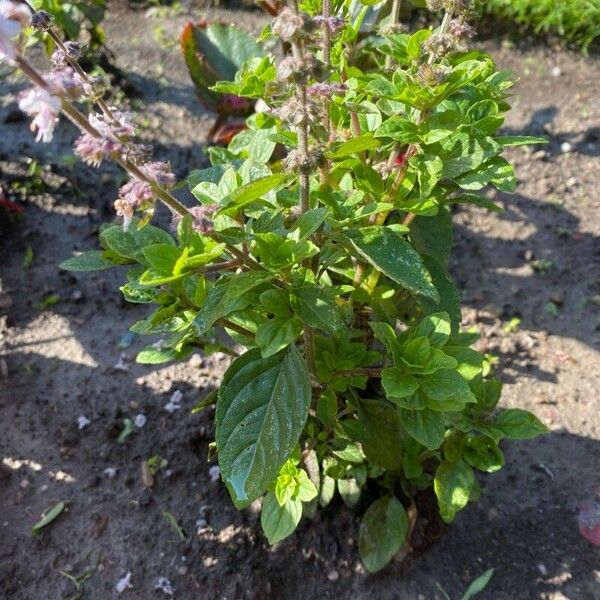 Ocimum kilimandscharicum Blatt