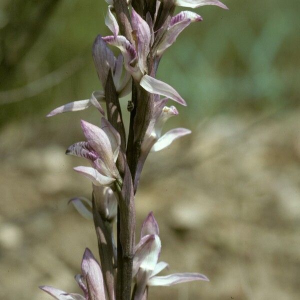 Limodorum abortivum Λουλούδι