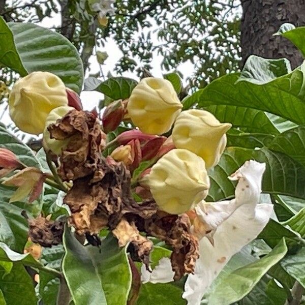 Beaumontia grandiflora Flor