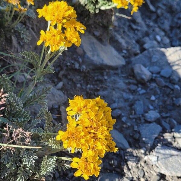 Jacobaea incana Flower