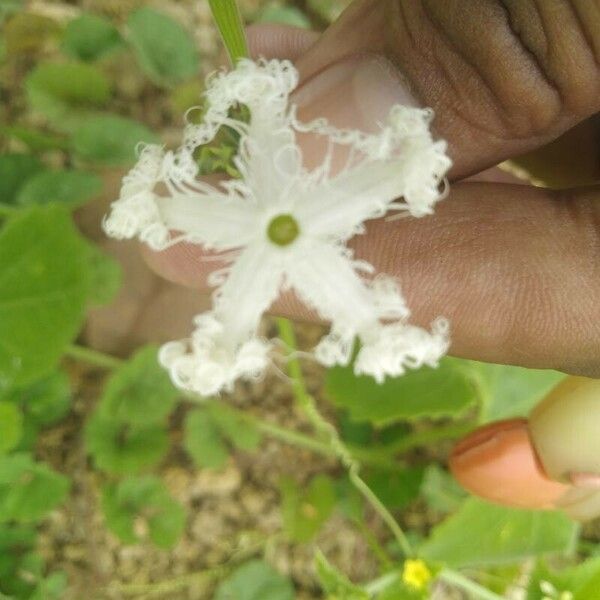 Trichosanthes cucumerina Flower