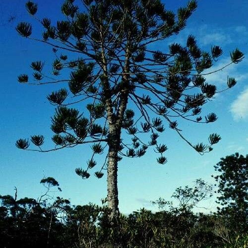 Araucaria nemorosa ᱛᱟᱦᱮᱸ