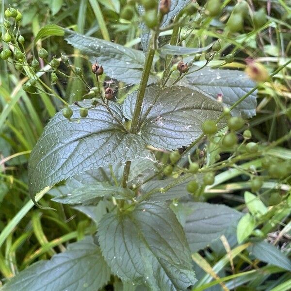 Scrophularia nodosa Leaf