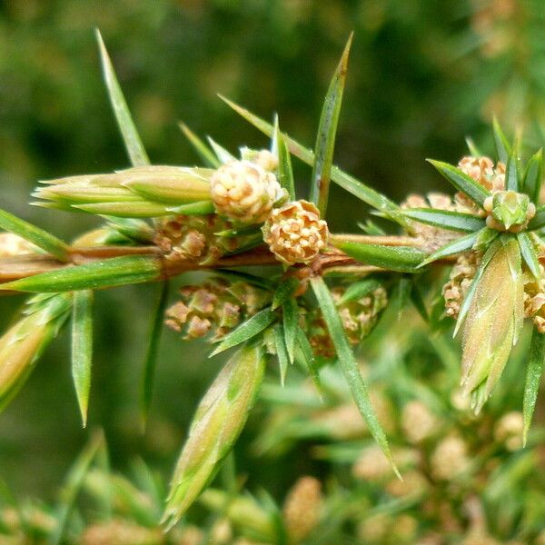 Juniperus communis Kvet