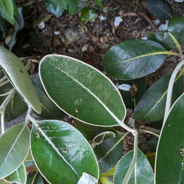 Pachystegia insignis Blad