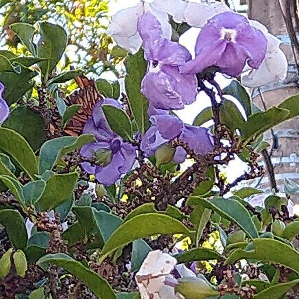 Brunfelsia uniflora Květ