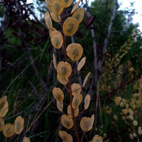 Thlaspi arvense Fruit