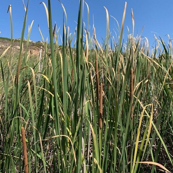 Typha domingensis Flor