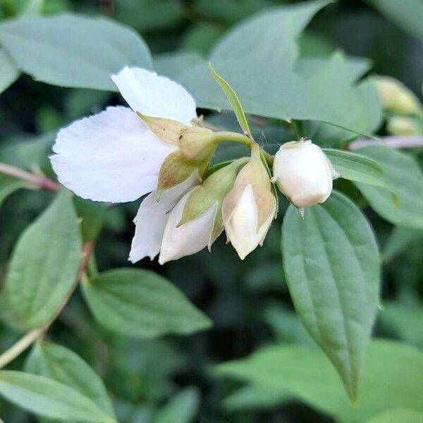 Philadelphus x virginalis Flor