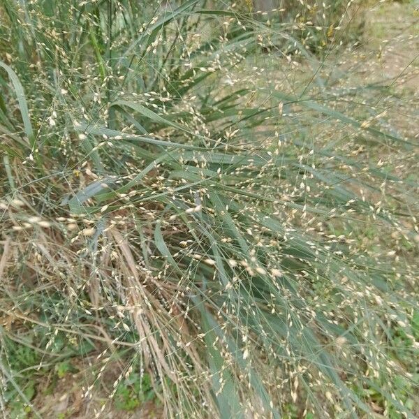 Panicum repens Leaf