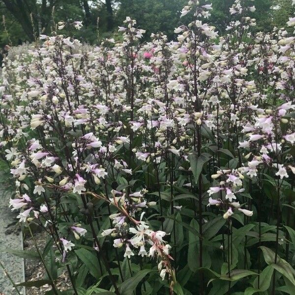 Penstemon digitalis Flor