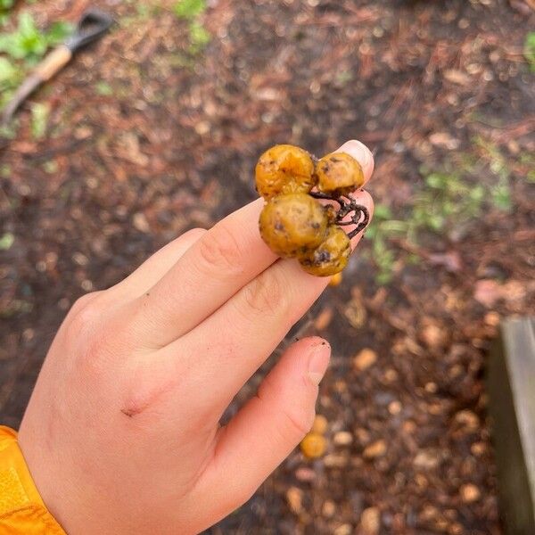 Solanum carolinense Fruit