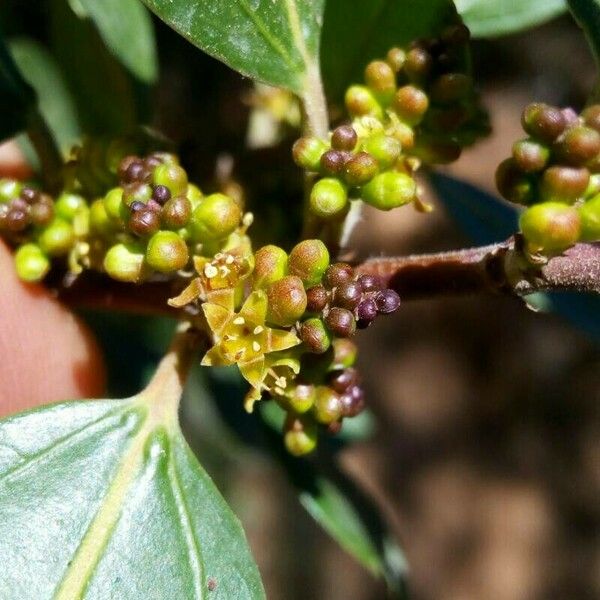 Rhamnus alaternus Blodyn