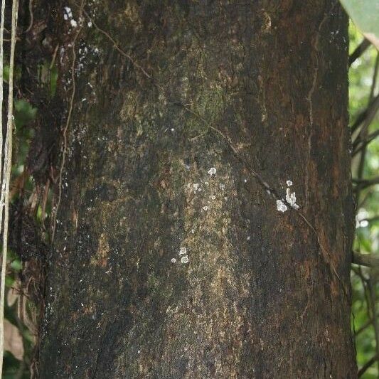 Andira inermis Bark