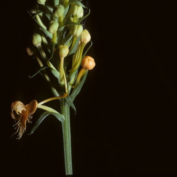 Platanthera ciliaris Blomst