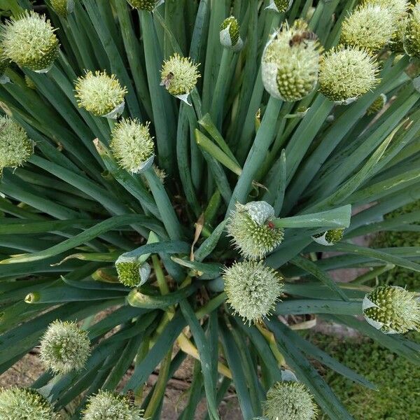 Allium fistulosum Blomma